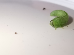 Arge melanochra