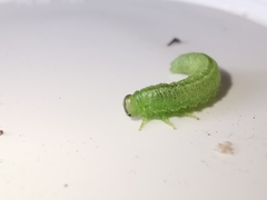 Arge melanochra