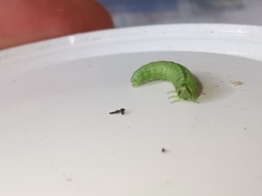 Arge melanochra