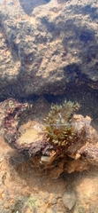 Bellactis caeruleus