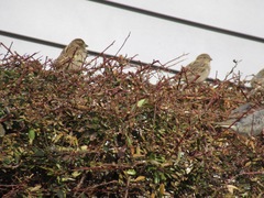 Passer domesticus