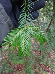 Taxus baccata