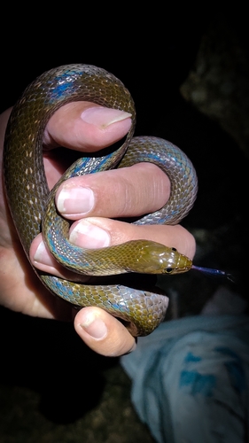 Asiatic Water Snakes, Fowlea piscator