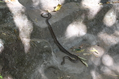 Madagascarophis colubrinus