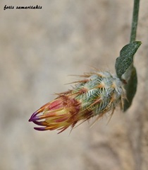 Centaurea poculatoris