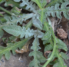 Centaurea poculatoris