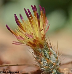 Centaurea poculatoris