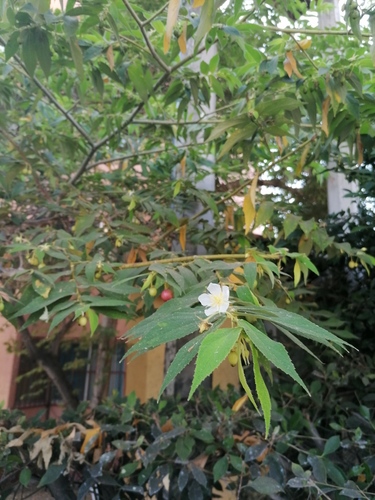 Muntingia calabura