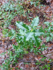 Ilex aquifolium