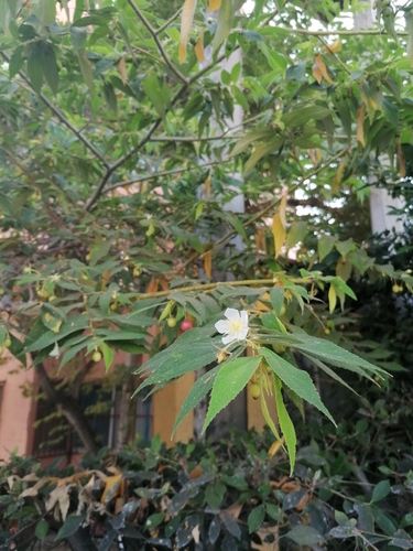 Muntingia calabura