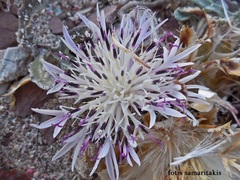 Centaurea pumilio