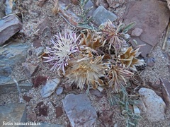 Centaurea pumilio