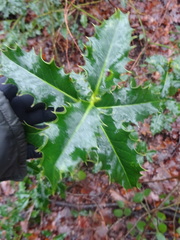 Ilex aquifolium