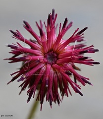 Centaurea redempta redempta