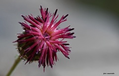Centaurea redempta redempta