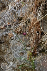 Centaurea redempta redempta