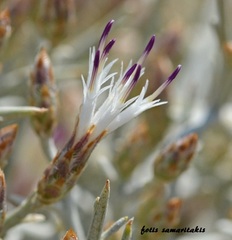 Centaurea spinosa