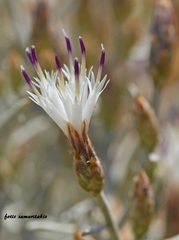 Centaurea spinosa