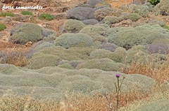Centaurea spinosa