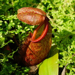 Nepenthes gymnamphora