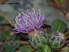 Centaurea raphanina raphanina
