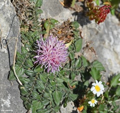 Centaurea raphanina raphanina