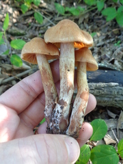 Cortinarius torvus