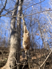 Callosamia promethea