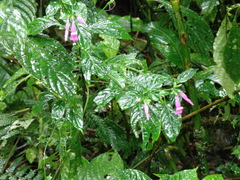 Justiciinae