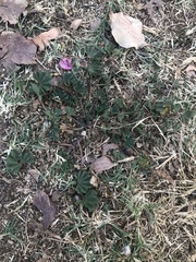 Malva parviflora