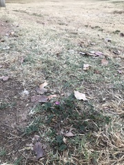 Malva parviflora