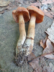Cortinarius torvus