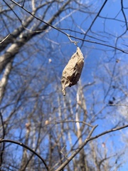 Callosamia promethea