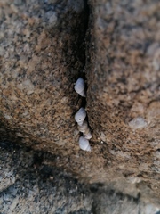 Echinolittorina modesta