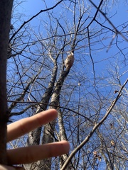 Callosamia promethea