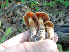 Cortinarius torvus
