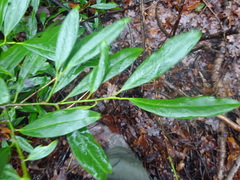 Prunus laurocerasus