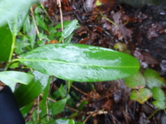 Prunus laurocerasus