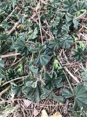 Malva parviflora