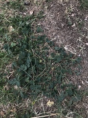Malva parviflora