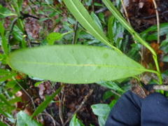 Prunus laurocerasus