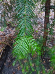 Taxus baccata