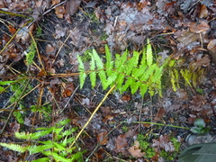 Dryopteris filix-mas