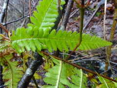 Dryopteris filix-mas