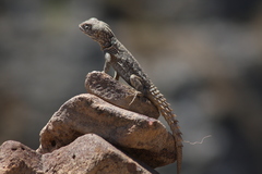 Oplurus cyclurus