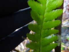 Dryopteris filix-mas