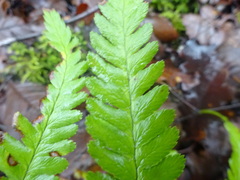 Dryopteris filix-mas