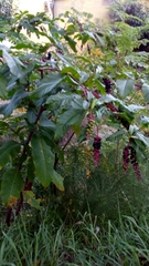 Phytolacca americana