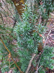 Taxus