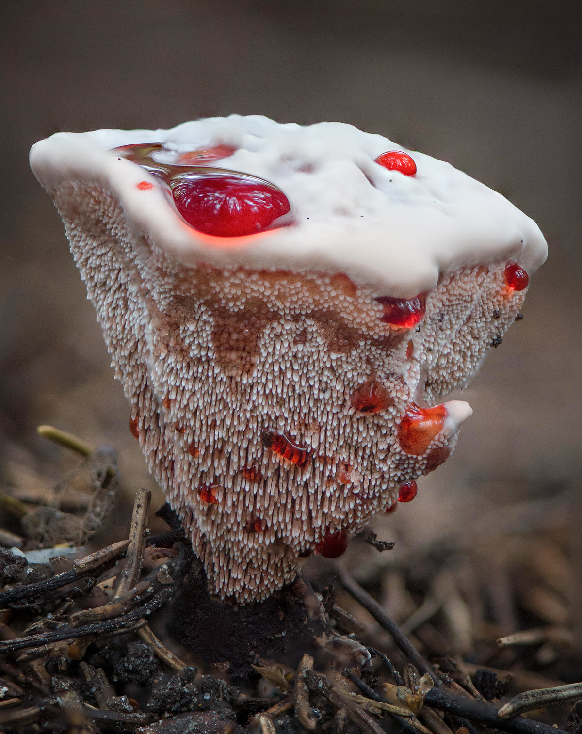 Hydnellum peckii - Wikipedia